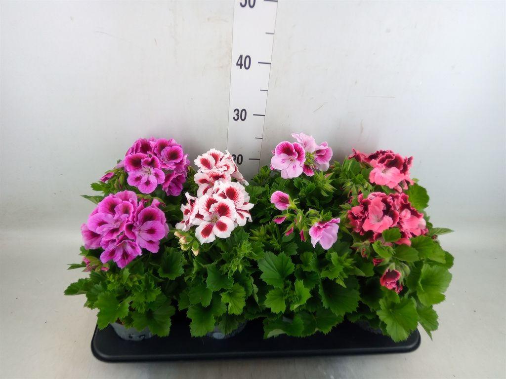 Горшечные цветы и растения оптом Pelargonium Gran.   ..mix от 8шт из Голландии с доставкой по России