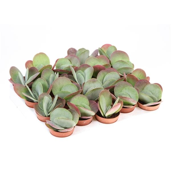 Горшечные цветы и растения оптом Kalanchoe Thyrsiflora Red Lips от 20шт (для телеги) из Голландии с доставкой по России Горшечные цветы и растения оптом Kalanchoe Thyrsiflora Red Lips от 20шт (для телеги) из Голландии с доставкой по России