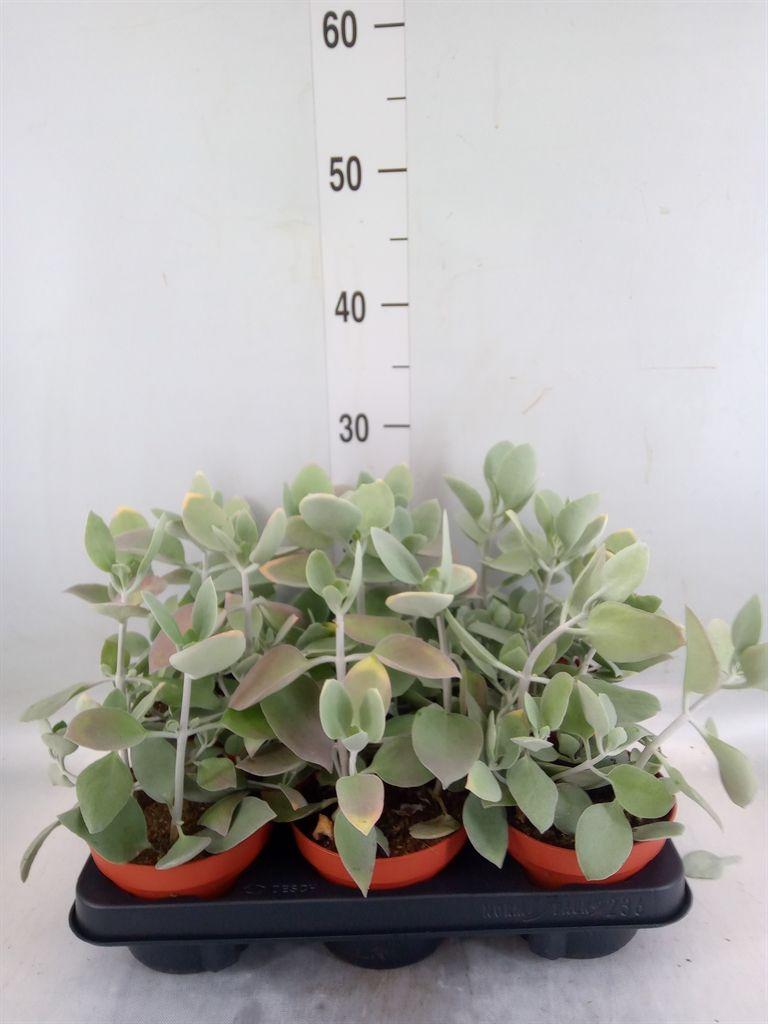 Горшечные цветы и растения оптом Kalanchoe Nf   ... от 6шт из Голландии с доставкой по России