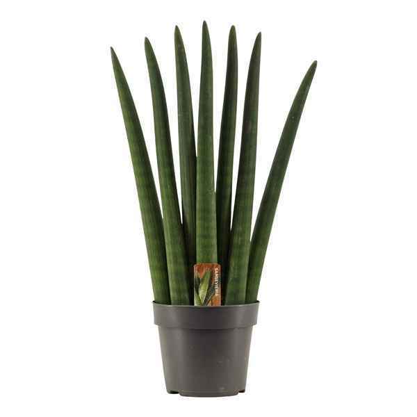 Горшечные цветы и растения оптом Sansevieria Cylindrica Fan от 7шт из Голландии с доставкой по России