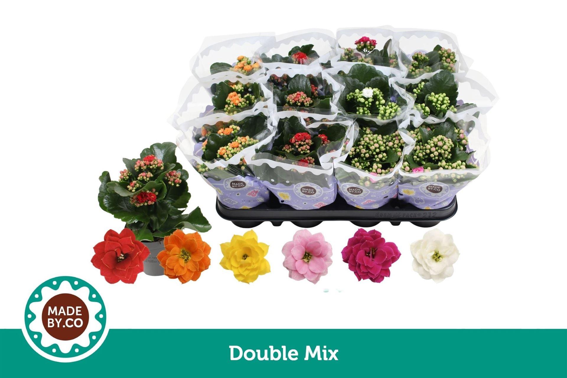 Горшечные цветы и растения оптом Kalanchoe Blos. ..rosebud Mix 5 от 12шт (для телеги) из Голландии с доставкой по России