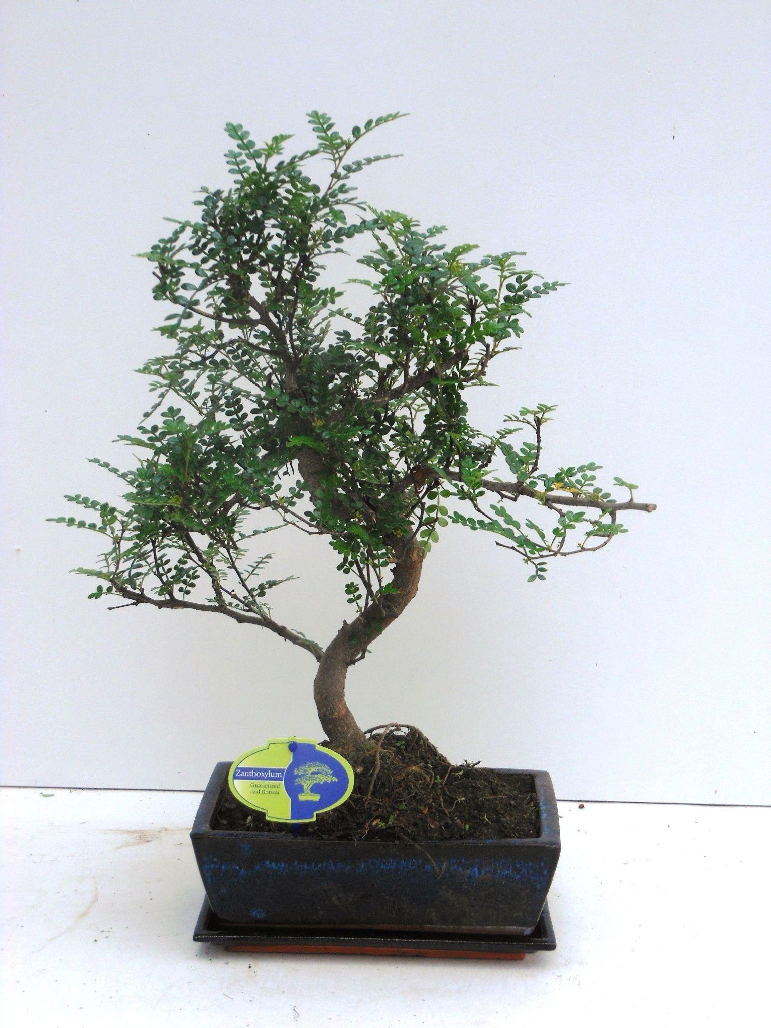 Горшечные цветы и растения оптом Zanthoxylum Piperitum,  Shape, Without Dip от 2шт из Голландии с доставкой по России