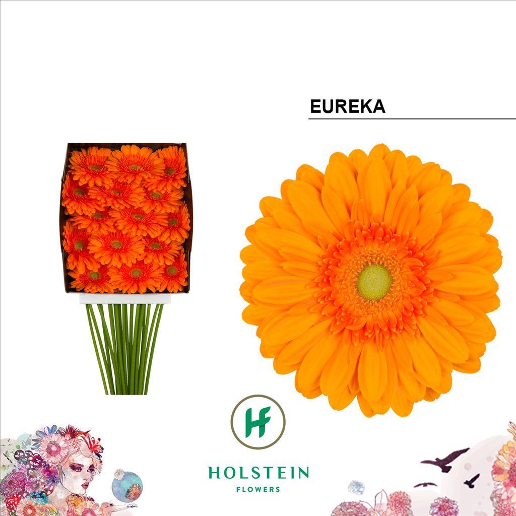 Срезанные цветы оптом Gerbera diamond eureka от 15шт из Голландии с доставкой по России