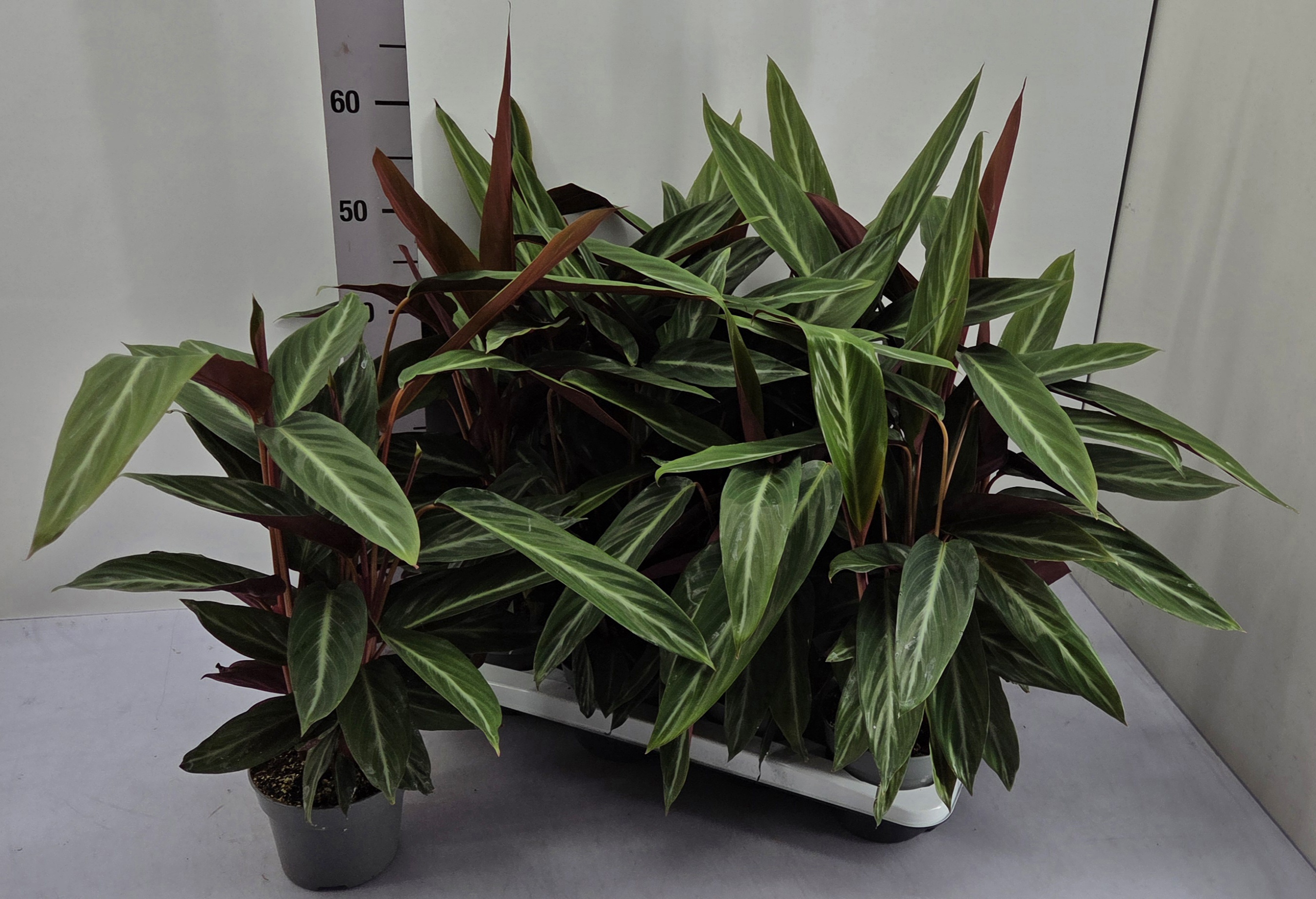 Горшечные цветы и растения оптом Strom Sanguinea от 8шт из Голландии с доставкой по России