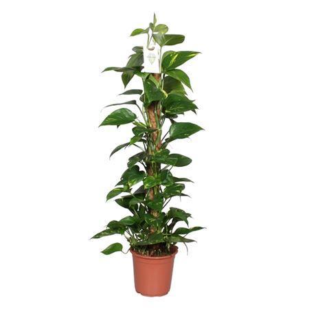 Горшечные цветы и растения оптом Epipremnum Mosstok от 1шт из Голландии с доставкой по России