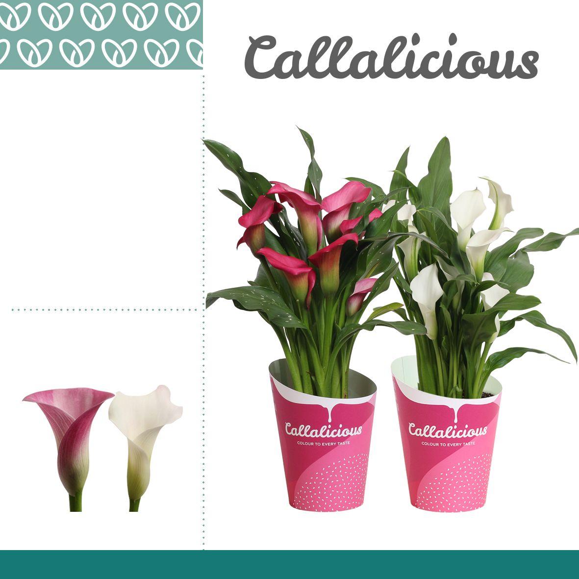 Горшечные цветы и растения оптом Zantedeschia Pink-white Mix In Potcover от 10шт из Голландии с доставкой по России