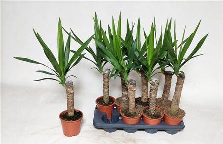 Горшечные цветы и растения оптом Yucca 30cm Stem 1+ от 8шт из Голландии с доставкой по России
