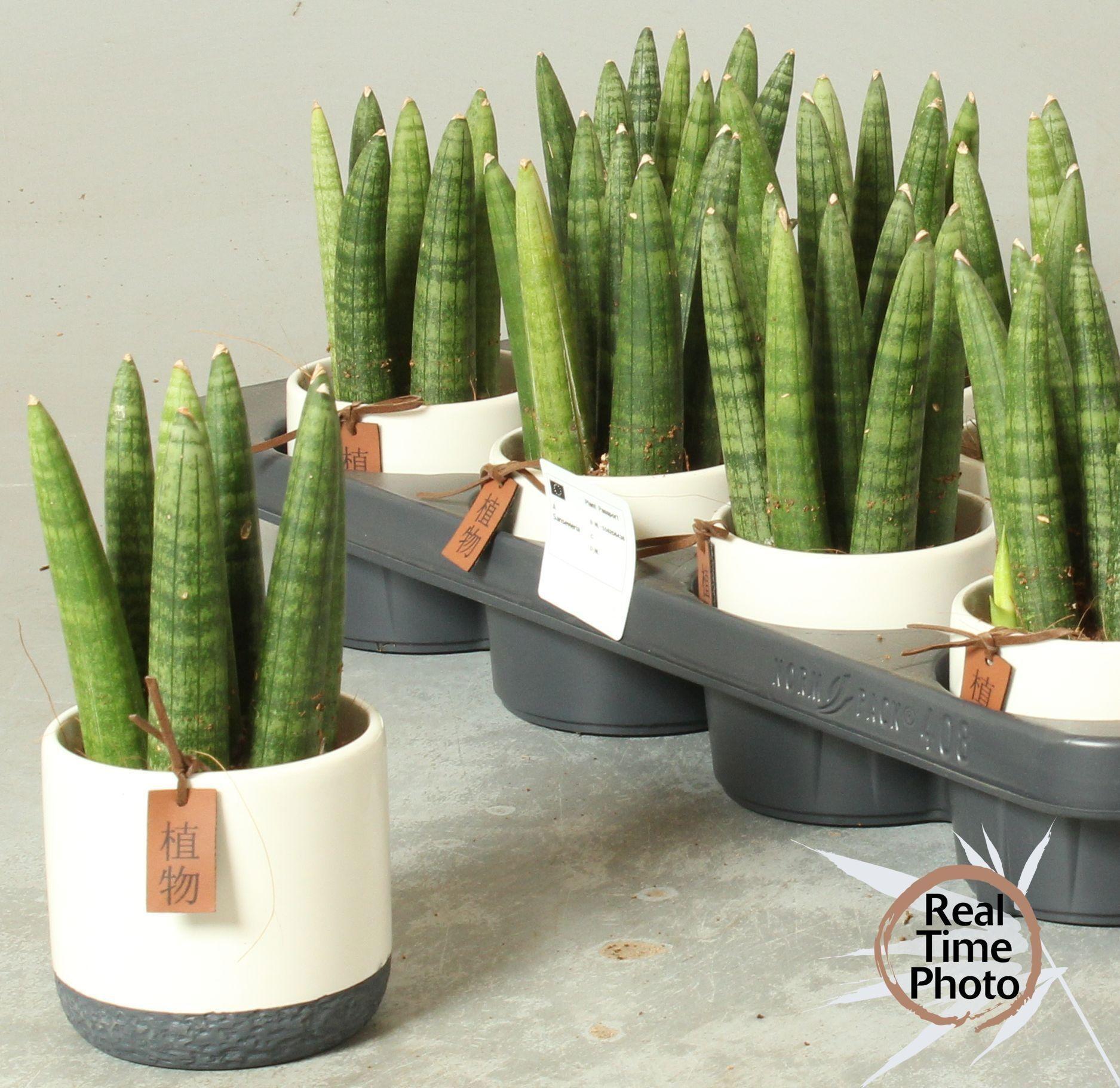 Горшечные цветы и растения оптом Sansev Cylindrica Ov от 8шт из Голландии с доставкой по России