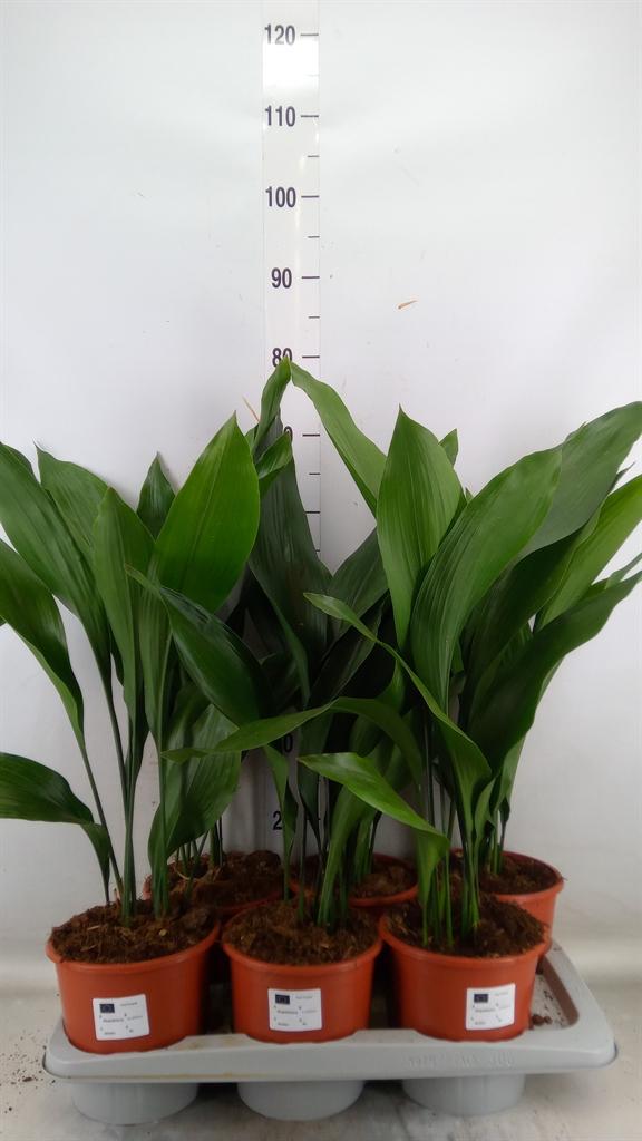 Горшечные цветы и растения оптом Aspidistra Elat. от 6шт из Голландии с доставкой по России