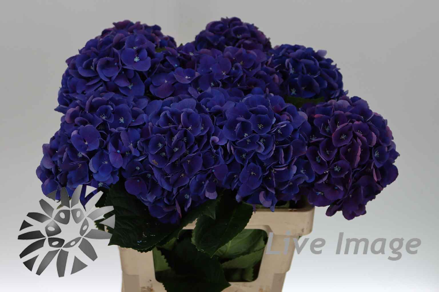 Срезанные цветы оптом Hydrangea royal king от 10шт из Голландии с доставкой по России