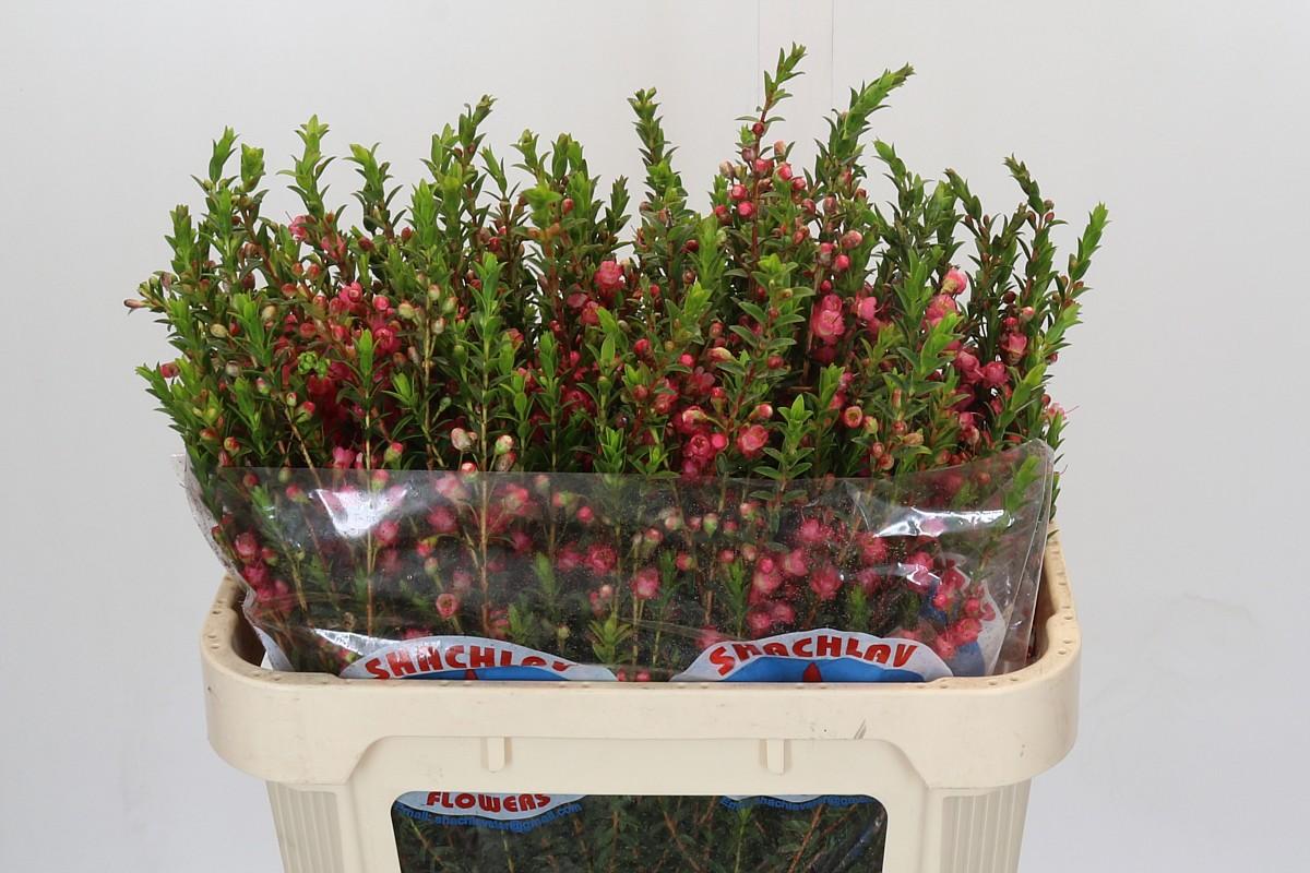 Срезанные цветы оптом Chamecordia rey от 75шт из Голландии с доставкой по России