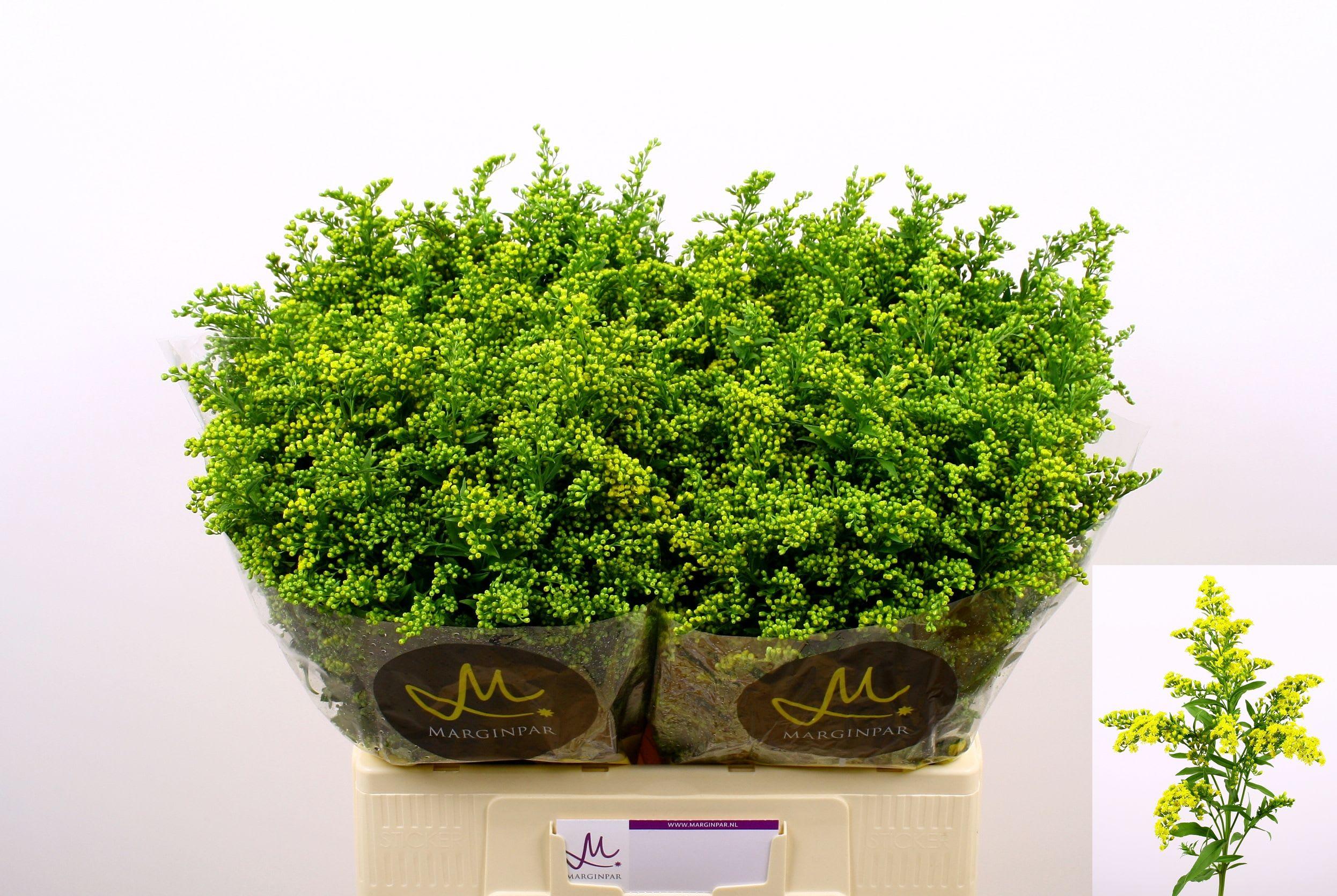 Срезанные цветы оптом Solidago carzan glory от 100шт из Голландии с доставкой по России