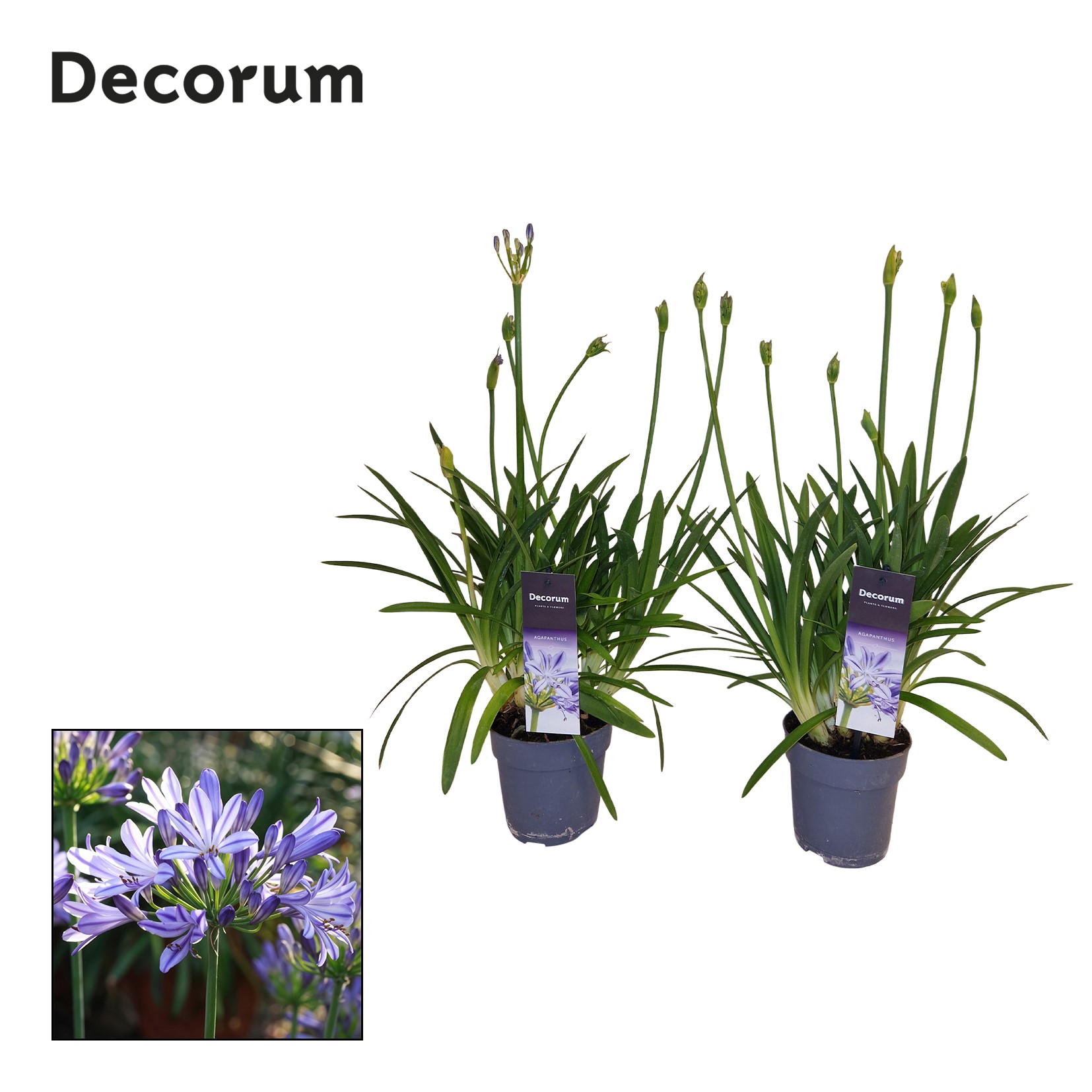 Горшечные цветы и растения оптом Agapanthus Charlotte Blauw. Pot 12 Cm 4+ Knoppen D от 8шт из Голландии с доставкой по России