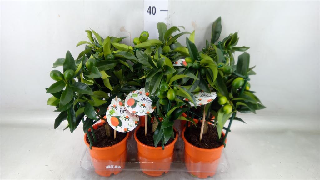 Горшечные цветы и растения оптом Fortunella Margarita от 6шт из Голландии с доставкой по России