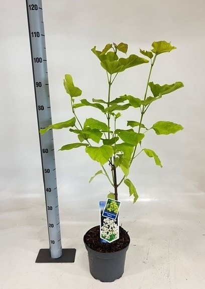 Горшечные цветы и растения оптом Catal Bi Aurea от 1шт из Голландии с доставкой по России