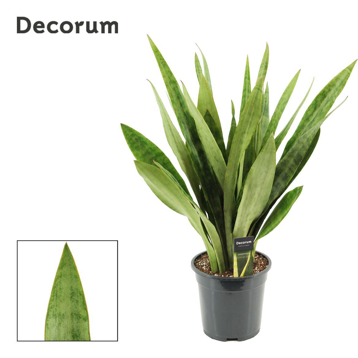 Горшечные цветы и растения оптом Sansevieria Aubrytiana Emma(d от 3шт из Голландии с доставкой по России
