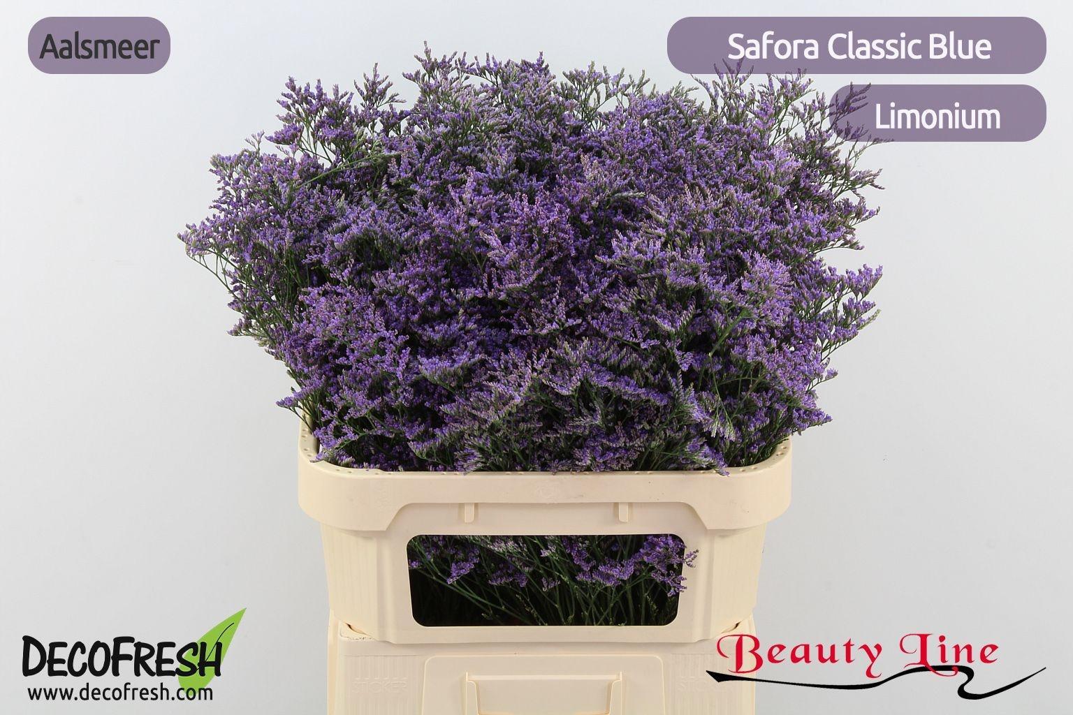 Срезанные цветы оптом Limonium safora classic blue от 50шт из Голландии с доставкой по России