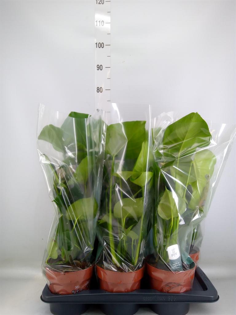 Горшечные цветы и растения оптом Monstera Delic. от 6шт' из Голландии с доставкой по России