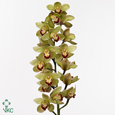 Срезанные цветы оптом Cymbidium green machteld от 8шт из Голландии с доставкой по России