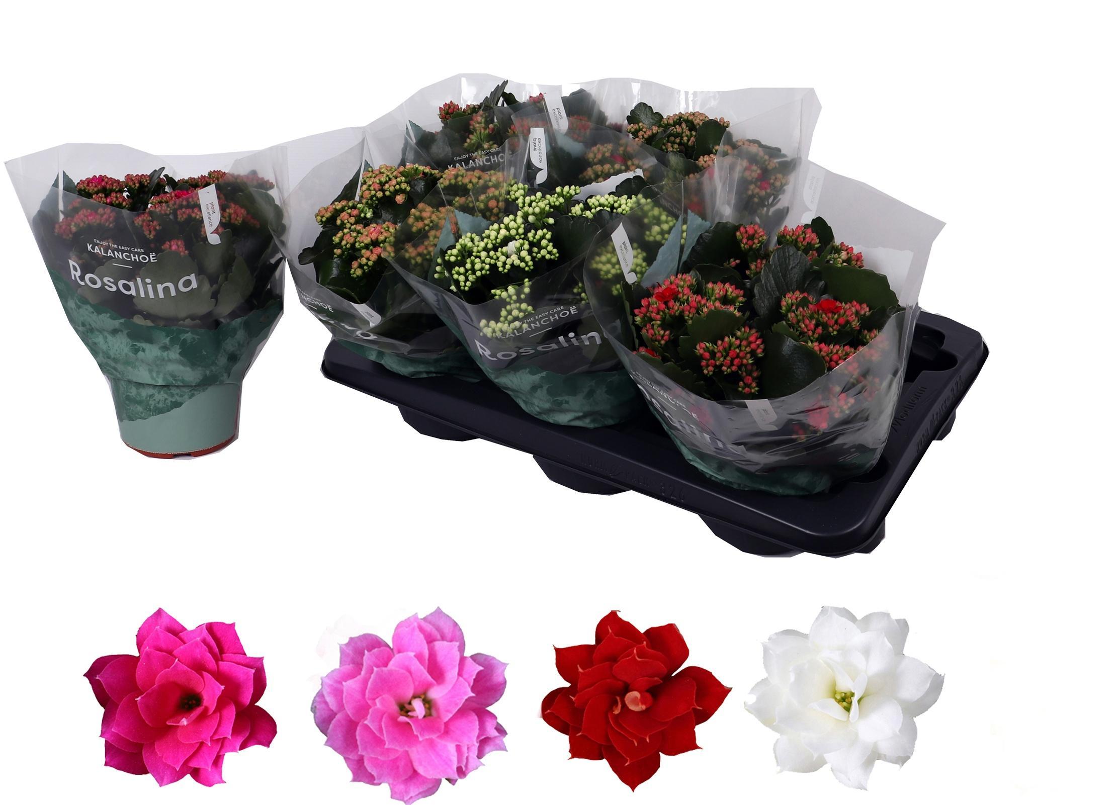 Горшечные цветы и растения оптом Kalanchoe Rosalina Mix от 6шт из Голландии с доставкой по России