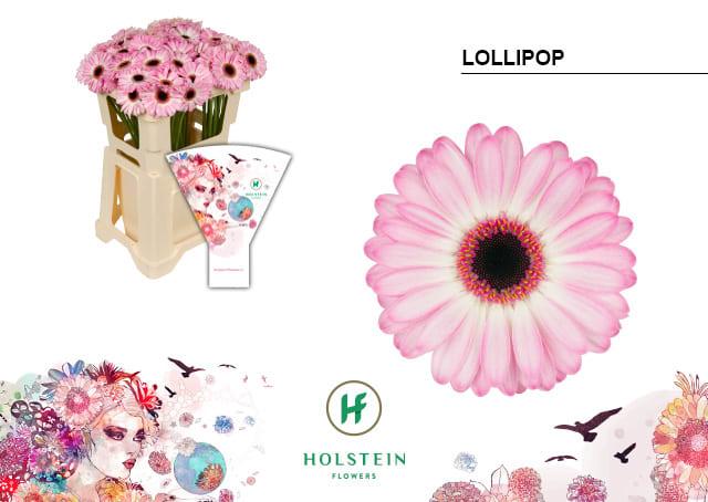 Срезанные цветы оптом Germini lollipop от 80шт из Голландии с доставкой по России