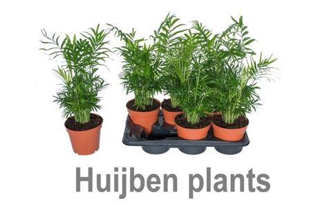 Горшечные цветы и растения оптом Chamaedorea Elegans от 6шт из Голландии с доставкой по России Горшечные цветы и растения оптом Chamaedorea Elegans от 6шт из Голландии с доставкой по России