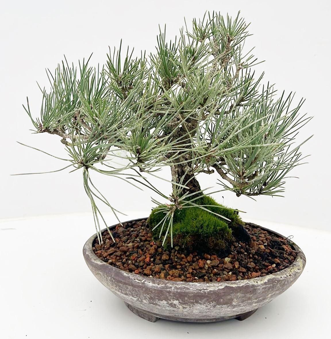Горшечные цветы и растения оптом Pinus Parviflora, 21cm, Height 30cm. (single Item) от 1шт из Голландии с доставкой по России