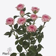 Срезанные цветы оптом Rosa spray tralala от 60шт из Голландии с доставкой по России