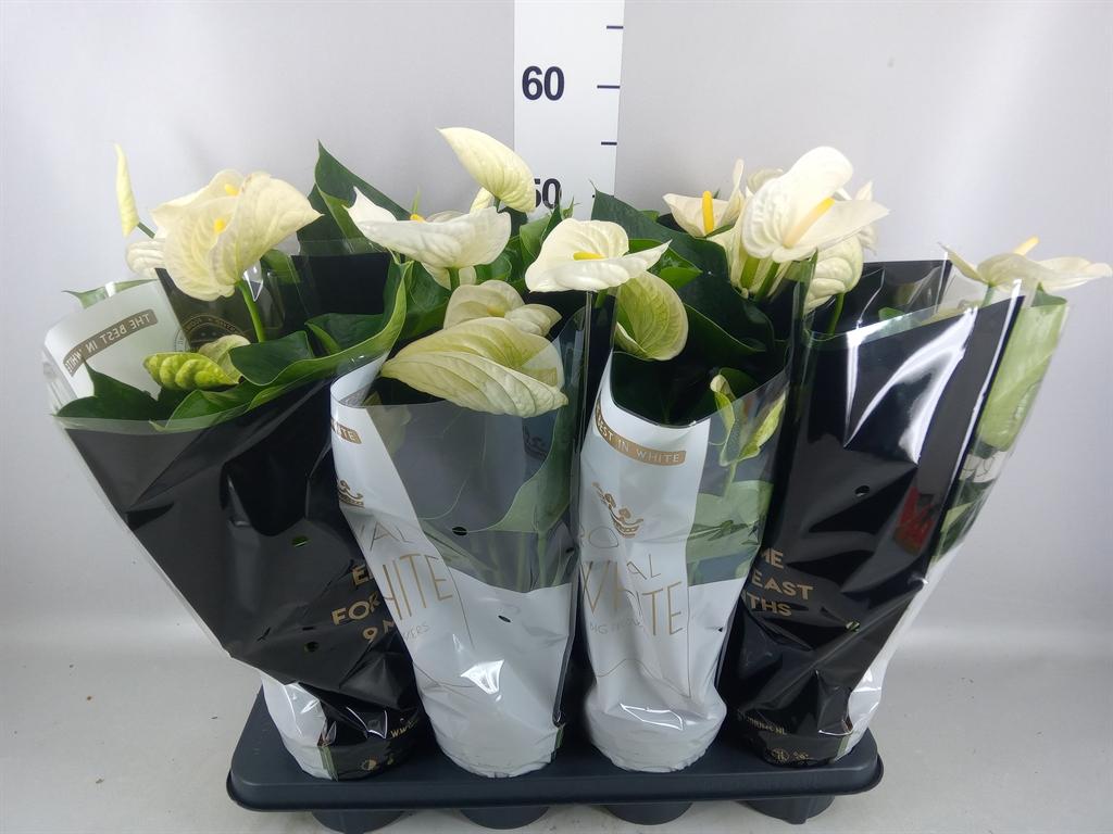 Горшечные цветы и растения оптом Anthurium Andr. alpine от 8шт из Голландии с доставкой по России