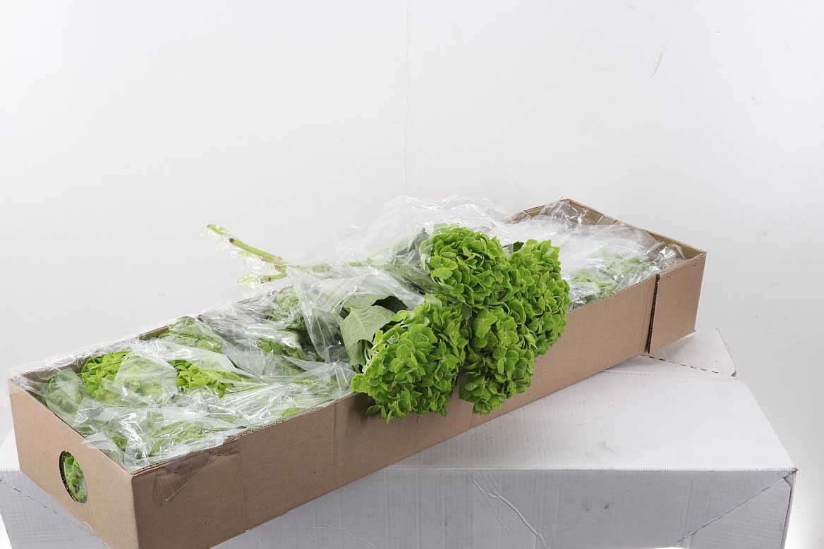 Срезанные цветы оптом Hydrangea green emerald от 30шт из Голландии с доставкой по России