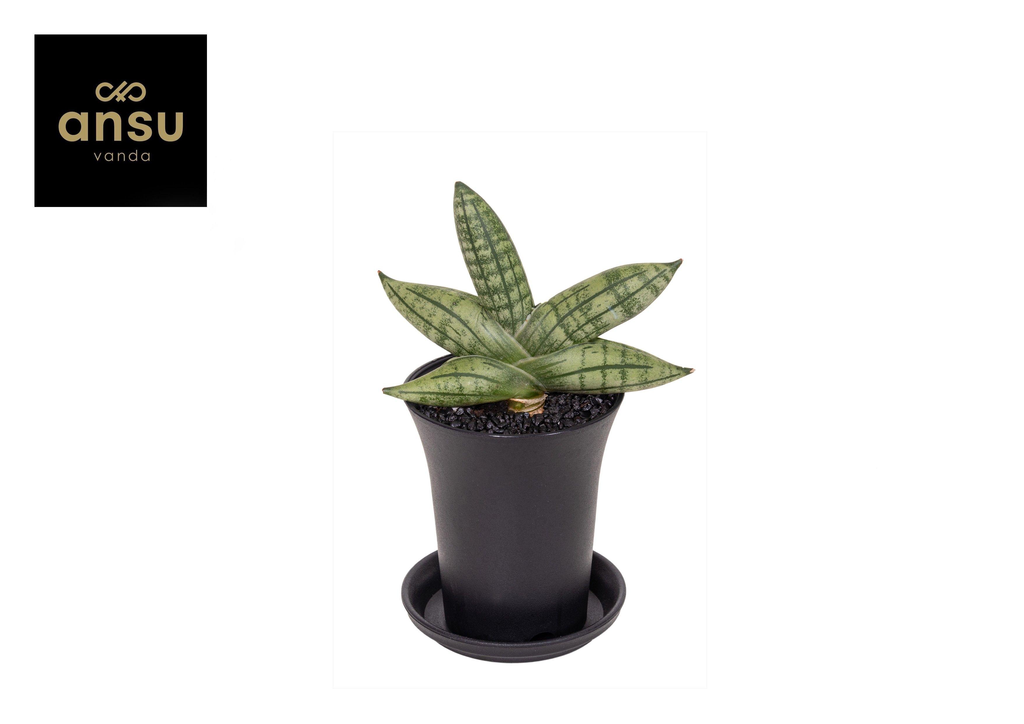 Горшечные цветы и растения оптом Sansevieria Inti Mini No. 5 In Sierpot от 9шт (для телеги) из Голландии с доставкой по России