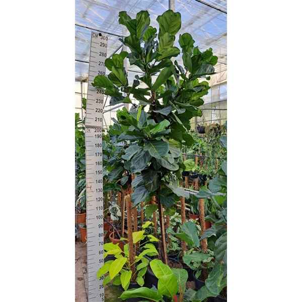 Горшечные цветы и растения оптом Ficus Lyrata Twisted Stem от 1шт из Голландии с доставкой по России