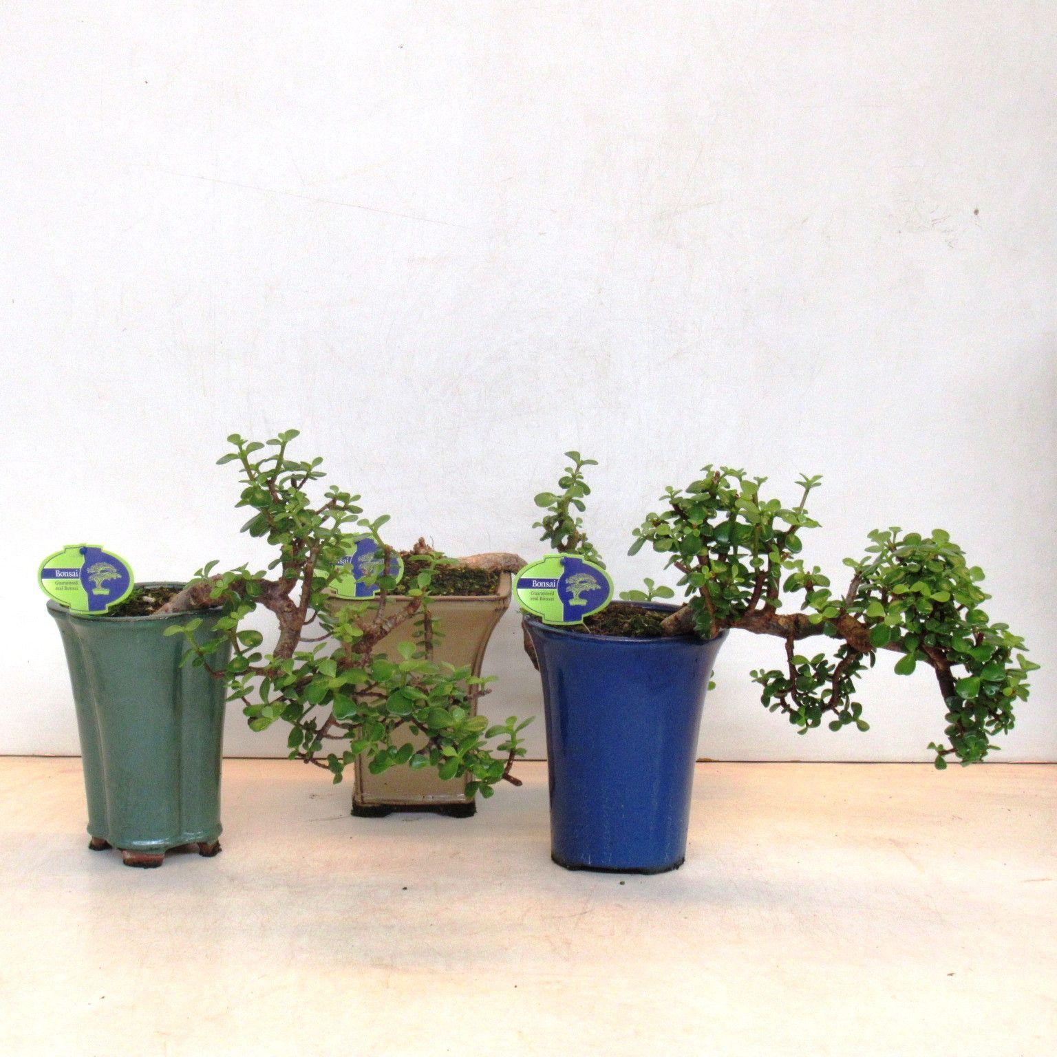 Горшечные цветы и растения оптом Portulacaria Afra, Cascade от 1шт из Голландии с доставкой по России