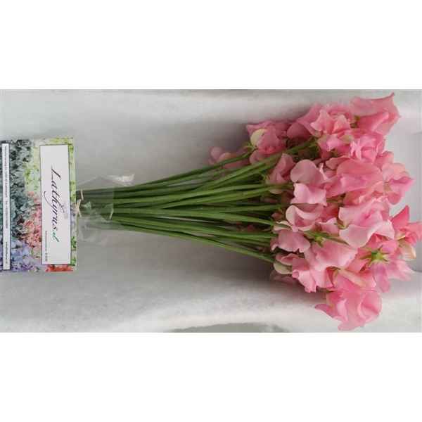 Срезанные цветы оптом Lathyrus winter sunshine pink от 30шт.. из Голландии с доставкой по России
