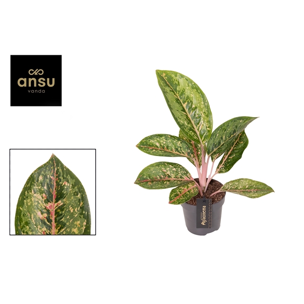Горшечные цветы и растения оптом Aglaonema Camo Coralie от 6шт из Голландии с доставкой по России