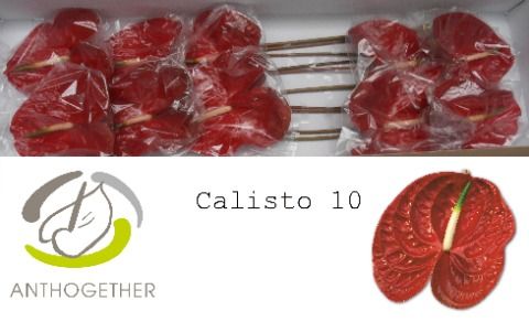 Срезанные цветы оптом Anthurium calisto от 10шт из Голландии с доставкой по России