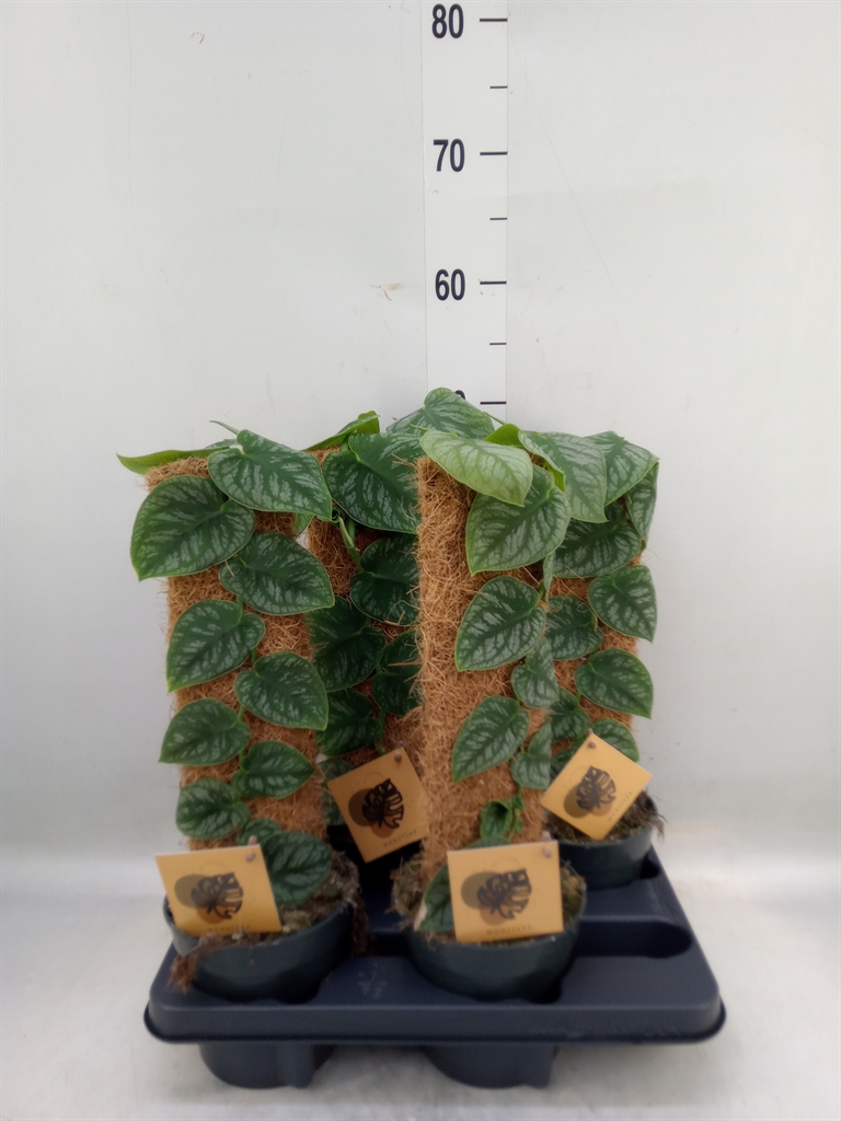 Горшечные цветы и растения оптом Monstera Dubia    ...juveniel от 4шт из Голландии с доставкой по России