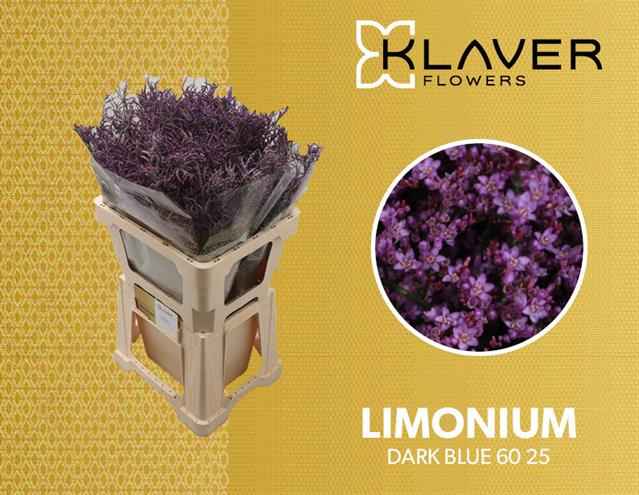 Срезанные цветы оптом Limonium safora dark blue от 50шт из Голландии с доставкой по России