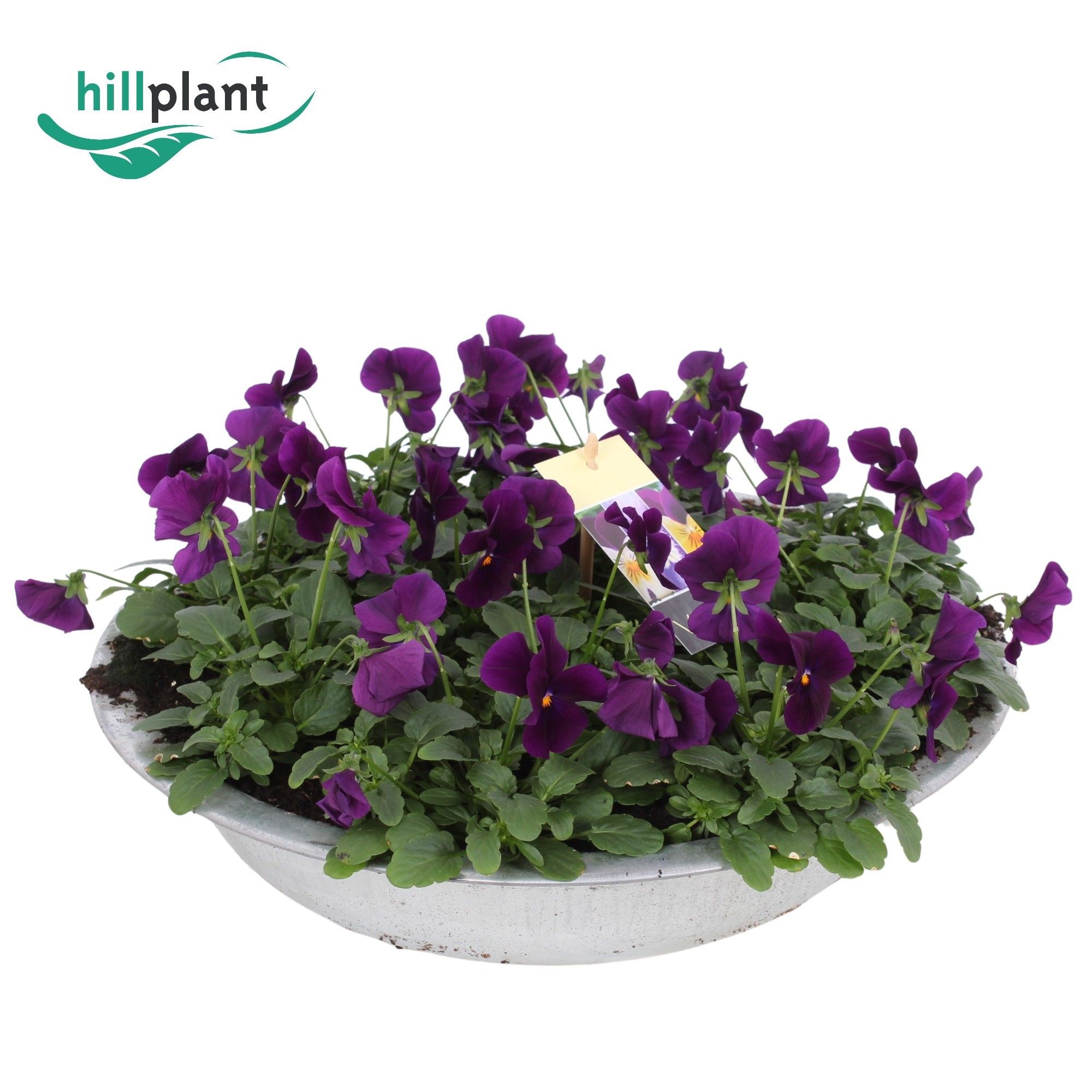 Горшечные цветы и растения оптом Viola Cornuta Purple Zinken Schaal 36cm от 1шт (для телеги) из Голландии с доставкой по России