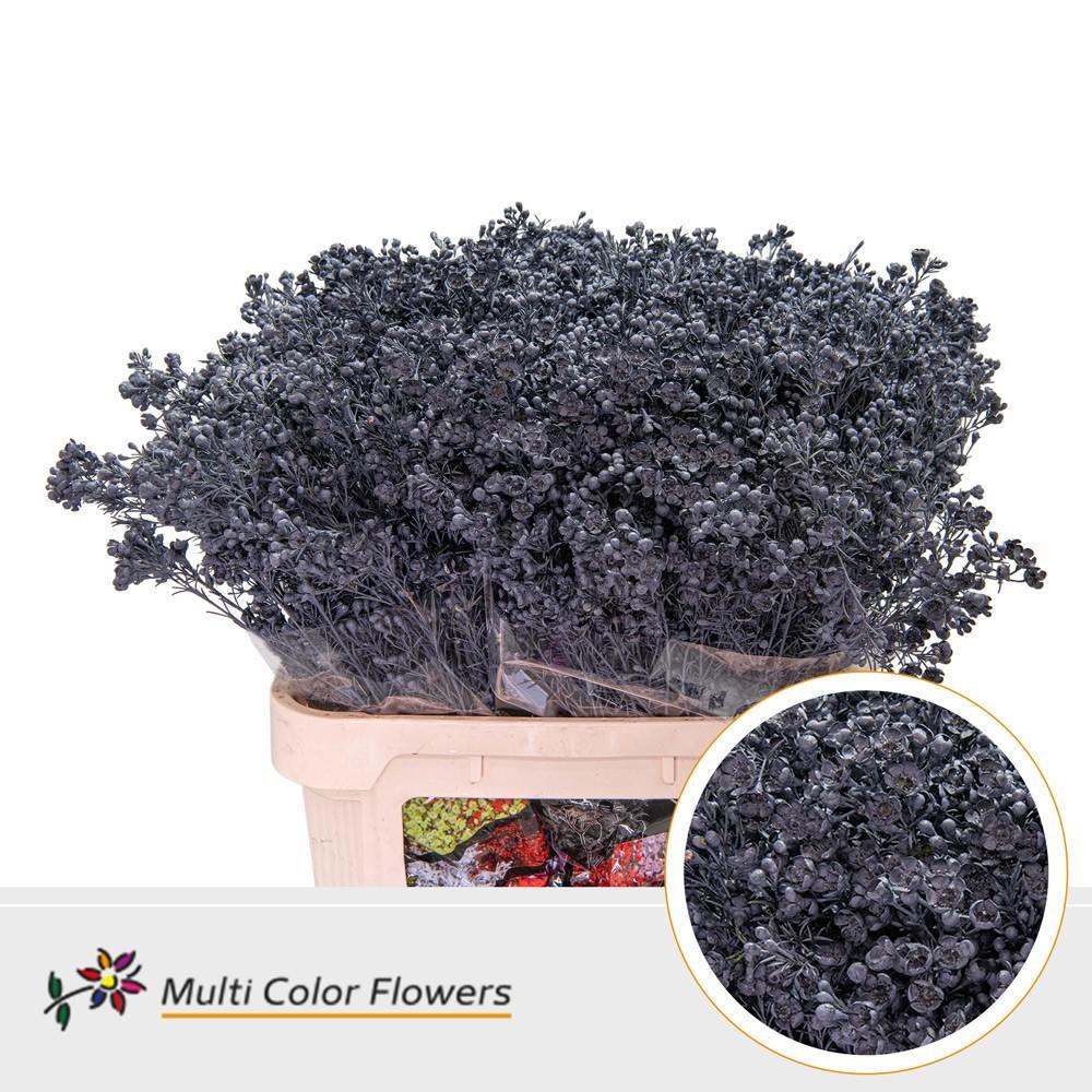 Срезанные цветы оптом Chamelaucium paint grey от 75шт из Голландии с доставкой по России