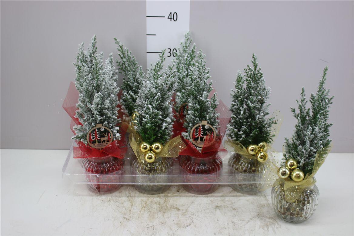 Горшечные цветы и растения оптом Chamaecyparis La Ellwoodii Snow Ribbelglas Decoste от 8шт из Голландии с доставкой по России