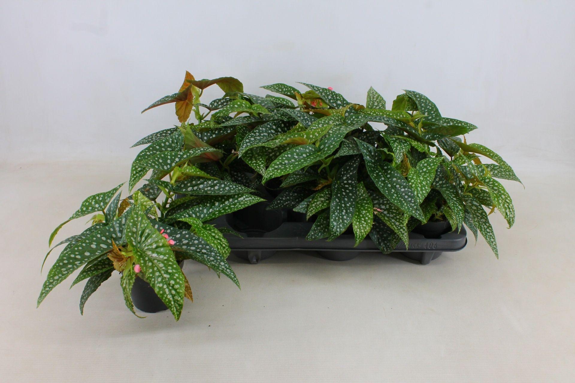 Горшечные цветы и растения оптом Beg Double Dot от 6шт (для телеги) из Голландии с доставкой по России