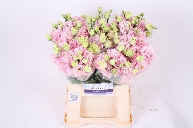 Срезанные цветы оптом Lisianthus do alissa pink от 50шт из Голландии с доставкой по России