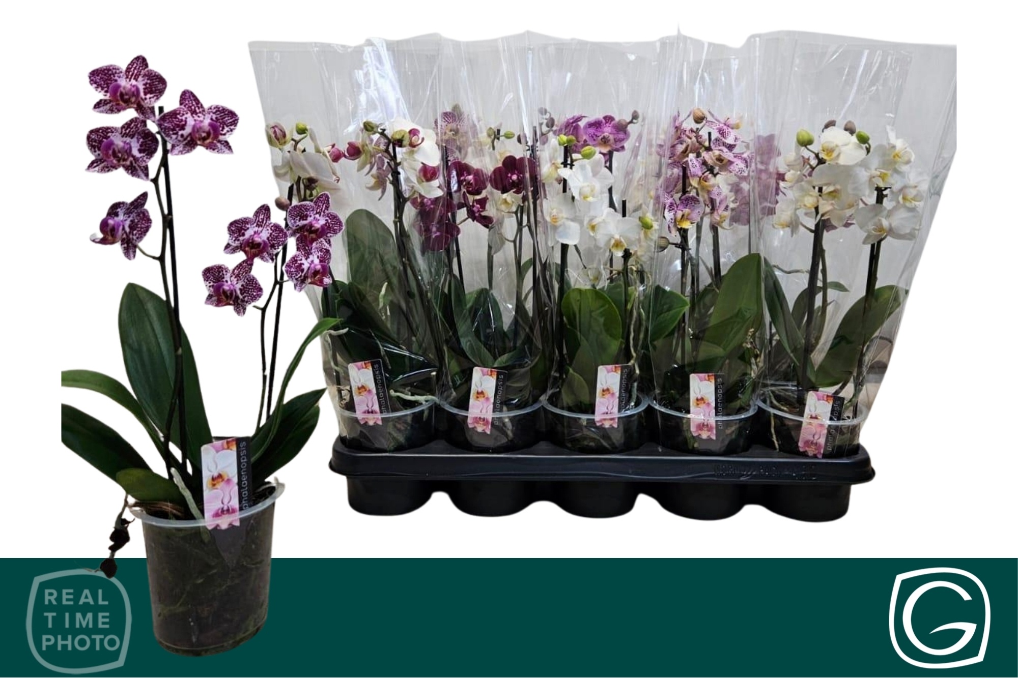 Горшечные цветы и растения оптом Phal Mf Gem 4 Kl от 10шт из Голландии с доставкой по России