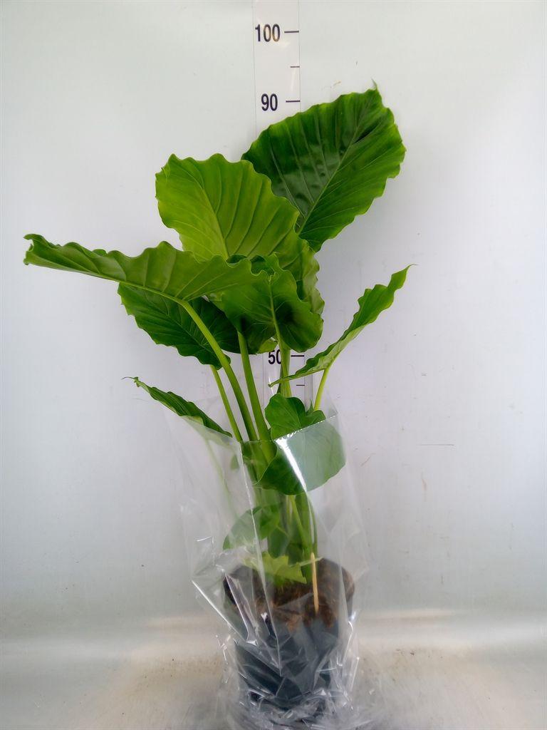 Горшечные цветы и растения оптом Alocasia Gageana от 1шт (для телеги) из Голландии с доставкой по России
