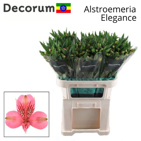 Срезанные цветы оптом Alstroemeria elegance от 60шт из Голландии с доставкой по России