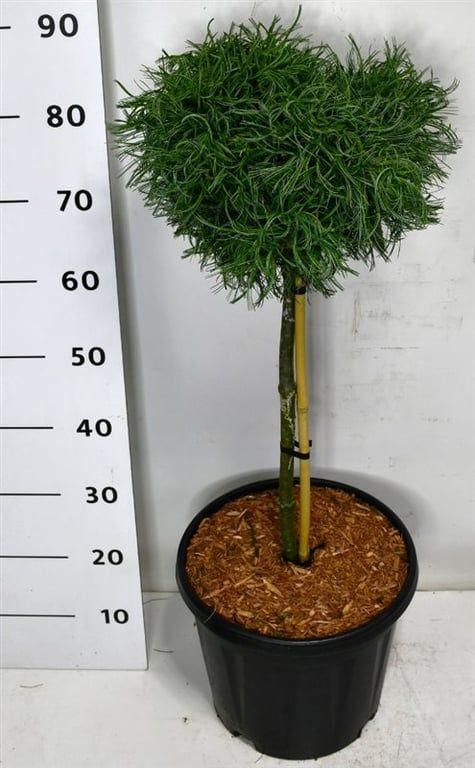 Горшечные цветы и растения оптом Pinus Strobus Green Curls On Stem от 1шт из Голландии с доставкой по России