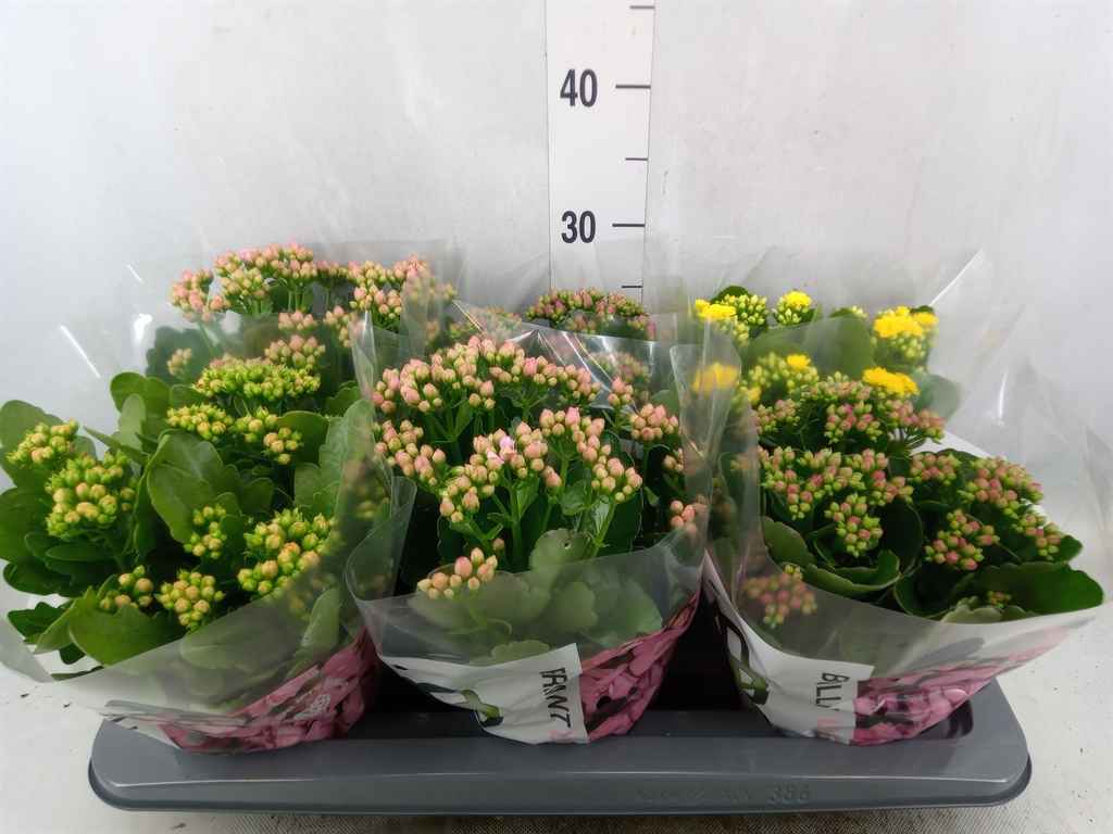 Горшечные цветы и растения оптом Kalanchoe Blos.   ..rosebud Mix Gr от 6шт из Голландии с доставкой по России