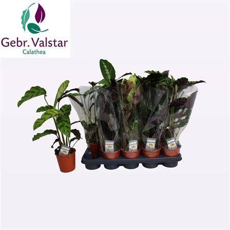 Горшечные цветы и растения оптом Calathea Mix от 10шт из Голландии с доставкой по России