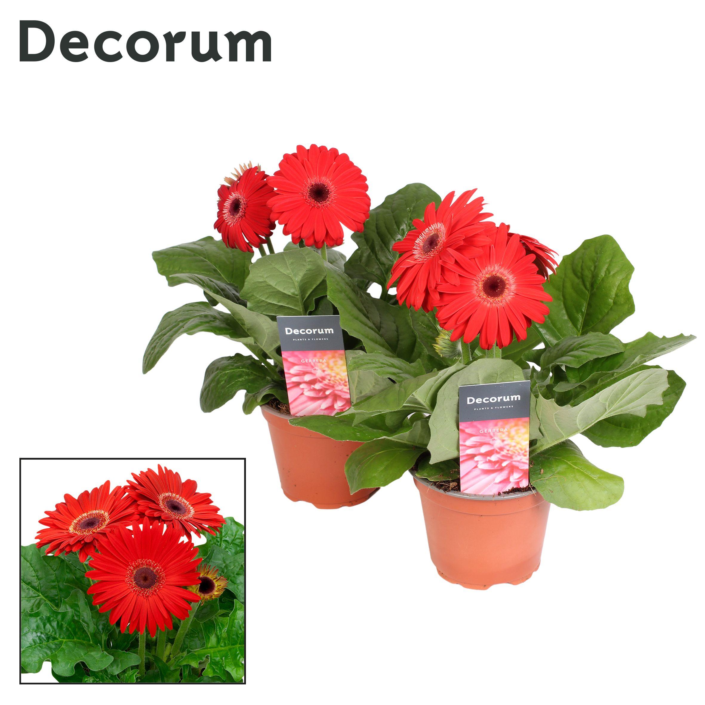Горшечные цветы и растения оптом Gerbera Red 2+ (decorum) от 10шт (для телеги) из Голландии с доставкой по России Горшечные цветы и растения оптом Gerbera Red 2+ (decorum) от 10шт (для телеги) из Голландии с доставкой по России